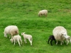 120518-08-moutons-a-la-sortie-de-pontivy-0