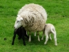 120518-08-moutons-a-la-sortie-de-pontivy-1